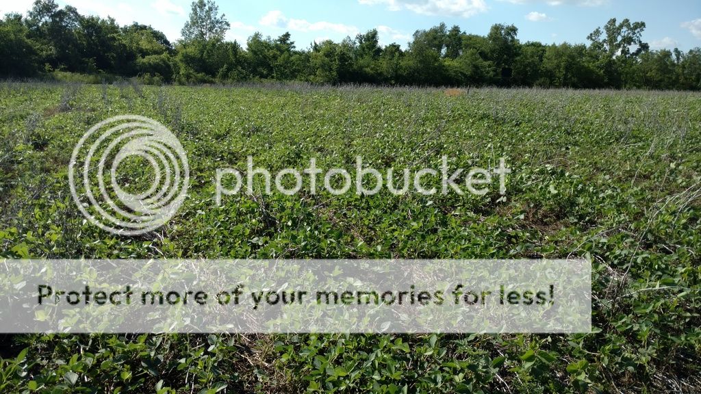 Roundup Ready Corn & Soybean Food Plot Page 24 Iowa Whitetail Forums